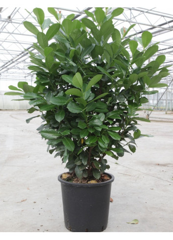 PRUNUS laurocerasus ETNA® En pot de 30-35 litres