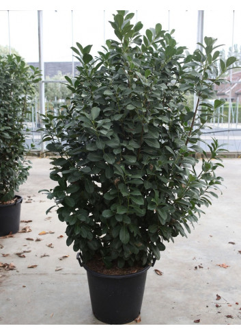 PRUNUS laurocerasus ETNA® En pot de 35-50 litres