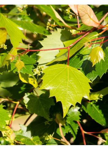 TILIA mongolica