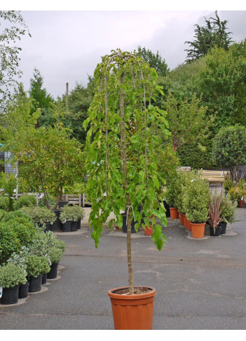 MORUS alba PENDULA En pot de 25-30 litres forme tige hauteur du tronc 180-200 cm