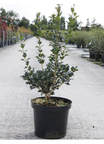 OSMANTHUS heterophyllus En pot de 7-10 litres