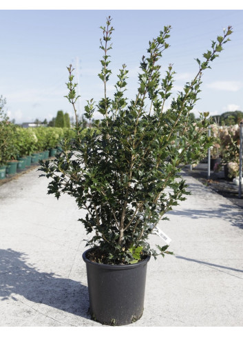 OSMANTHUS heterophyllus En pot de 15-20 litres