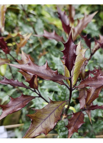 OSMANTHUS heterophyllus PURPUREUS