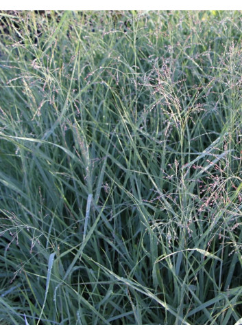 PANICUM virgatum PRAIRIE SKY