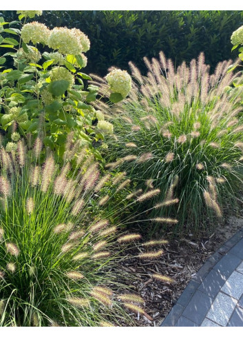 PENNISETUM alopecuroides HAMELN