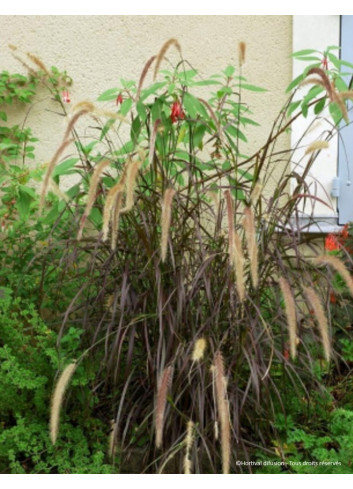 PENNISETUM setaceum RUBRUM