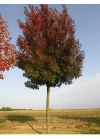 FRAXINUS angustifolia RAYWOOD