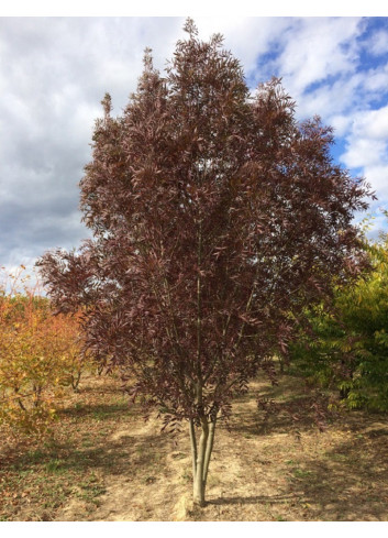 FRAXINUS angustifolia RAYWOOD