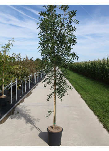 FRAXINUS angustifolia RAYWOOD En pot de 15-20 litres forme baliveai