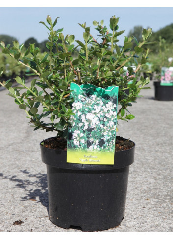 ESCALLONIA APPLE BLOSSOM En pot de 3-4 litres