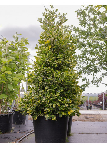 JUNIPERUS chinensis STRICTA En pot de 90-110 litres