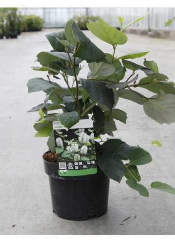 FOTHERGILLA major En pot de 3-4 litres