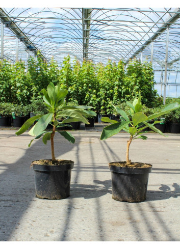 EDGEWORTHIA chrysantha GRANDIFLORA En pot de 7-10 litres