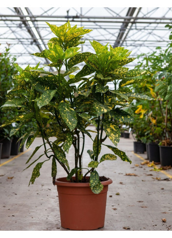 AUCUBA japonica CROTONIFOLIA  En pot de 15-20 litres