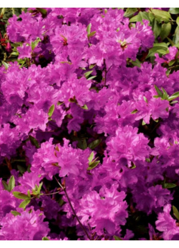 AZALEA japonica PURPLE SPLENDOR