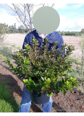 AZALEA japonica En pot de 10-12 litres