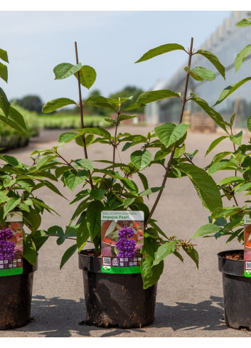 CALLICARPA bodinieri IMPERIAL PEARL® En pot de 4-5 litres