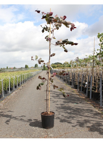 CERCIS canadensis RUBY FALLS En pot de 15 litres forme baliveau