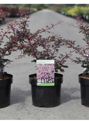 BERBERIS thunbergii ROSE GLOW En pot de 3-4 litres