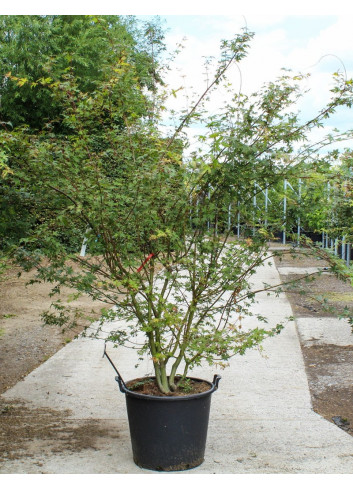 ACER palmatum En pot de 70-90 litres