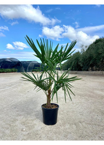 TRACHYCARPUS fortunei En pot de 15-20 litres