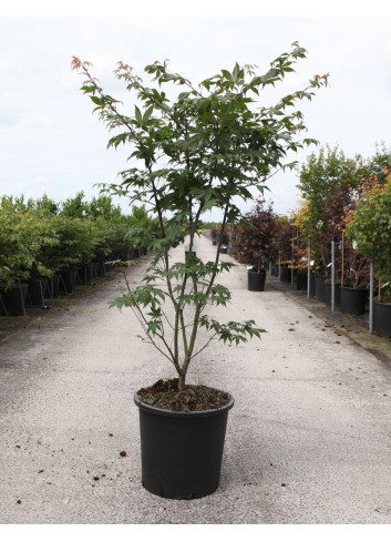 ACER palmatum OSAKAZUKI En pot de 25-30 litres