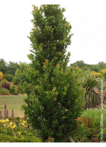 QUERCUS robur f. fastigiata KOSTER