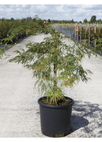 ACER palmatum DISSECTUM En pot de 15-20 litres