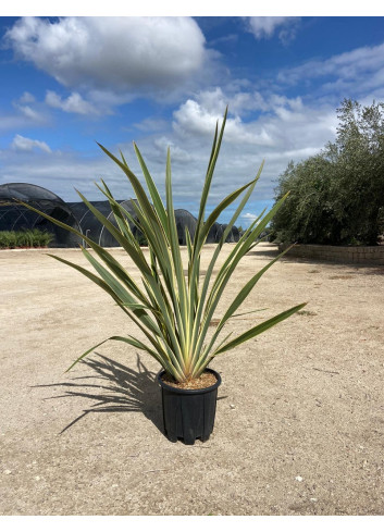 PHORMIUM tenax VARIEGATA En pot de 15-20 litres