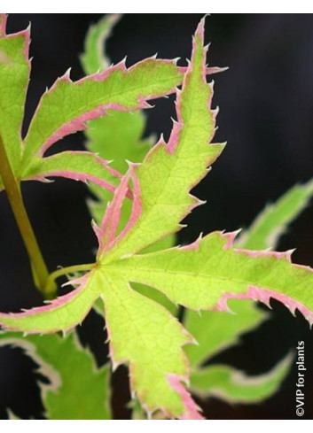 ACER palmatum METAMORPHOSA