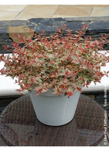 ABELIA grandiflora TRICOLOR CHARM