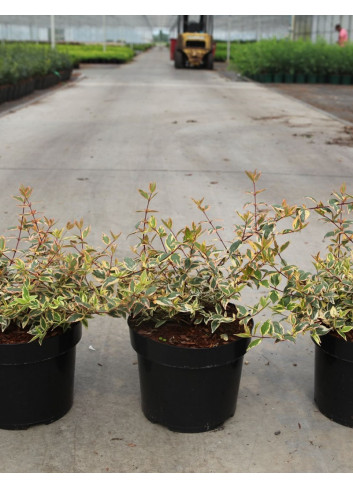 ABELIA grandiflora TRICOLOR CHARM En pot de 3-4 litres