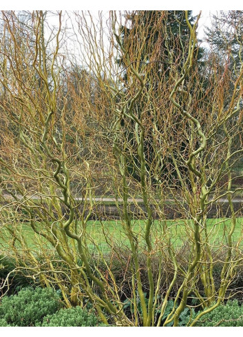 SALIX babylonica TORTUOSA