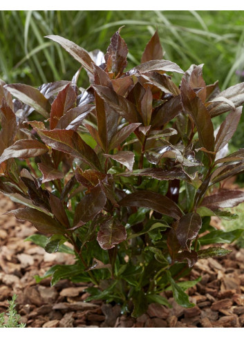 VIBURNUM odoratissimum COPPERTOP