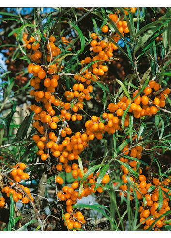 HIPPOPHAE rhamnoides BOTANICA