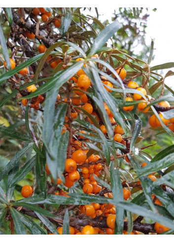 HIPPOPHAE rhamnoides FRIESDORFER ORANGE