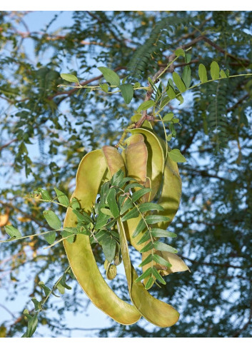 GLEDITSIA triacanthos INERMIS