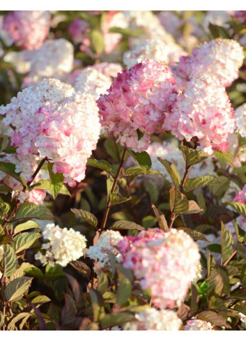 HYDRANGEA paniculata FRAMBOISINE