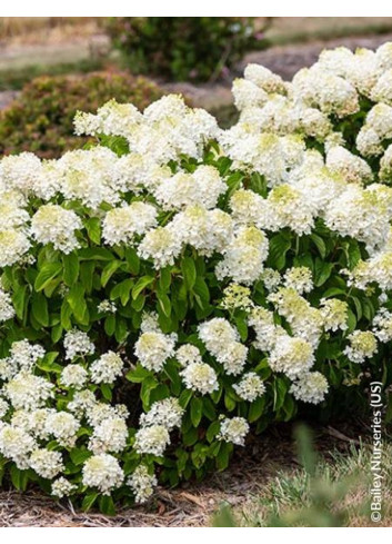 HYDRANGEA paniculata LITTLE HOTTIE