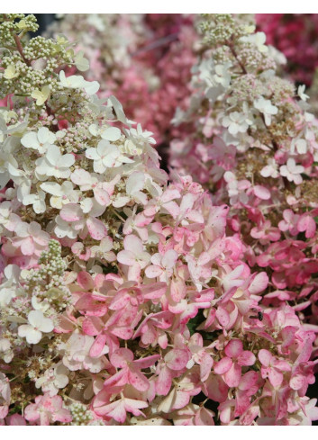 HYDRANGEA paniculata PINKY WINKY