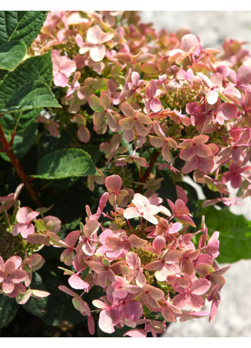 HYDRANGEA paniculata POLESTAR