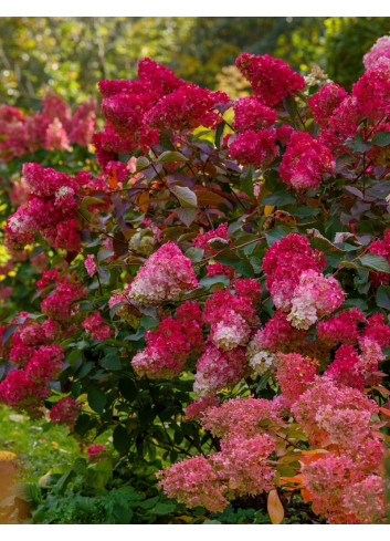 HYDRANGEA paniculata WIM'S RED