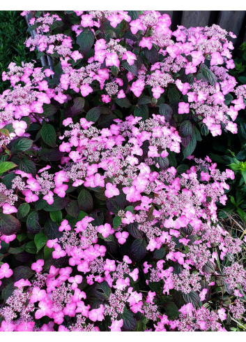 HYDRANGEA serrata ALVEROZ