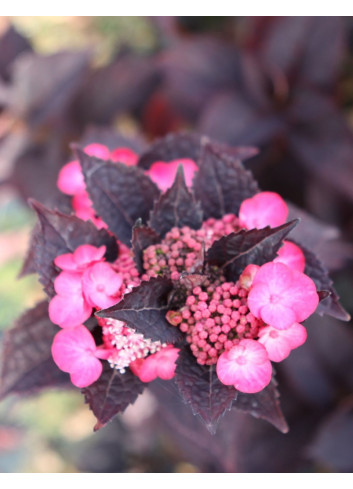 HYDRANGEA serrata DAREDEVIL