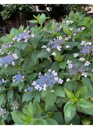 HYDRANGEA serrata MAGIC SEDUCTION