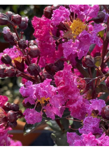 LAGERSTROEMIA RHAPSODY IN BLUE