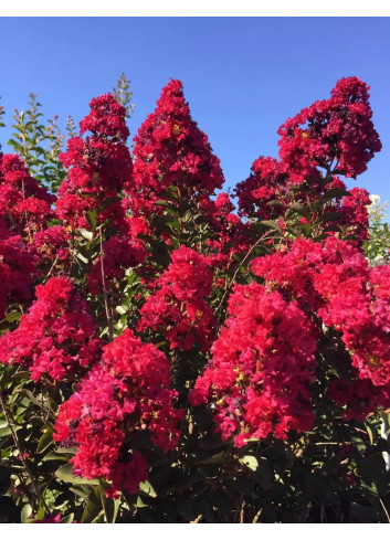 LAGERSTROEMIA DOUBLE FEATURE