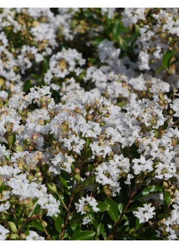 LAGERSTROEMIA PIXIE WHITE