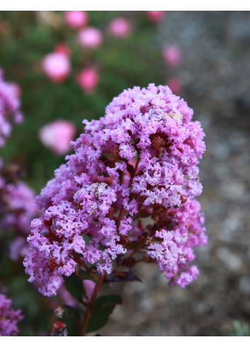 LAGERSTROEMIA WITH LOVE ETERNAL