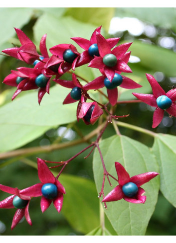 CLERODENDRUM trichotomum FARGESII